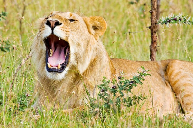 Ofte stillede spørgsmål om safariture i Afrika