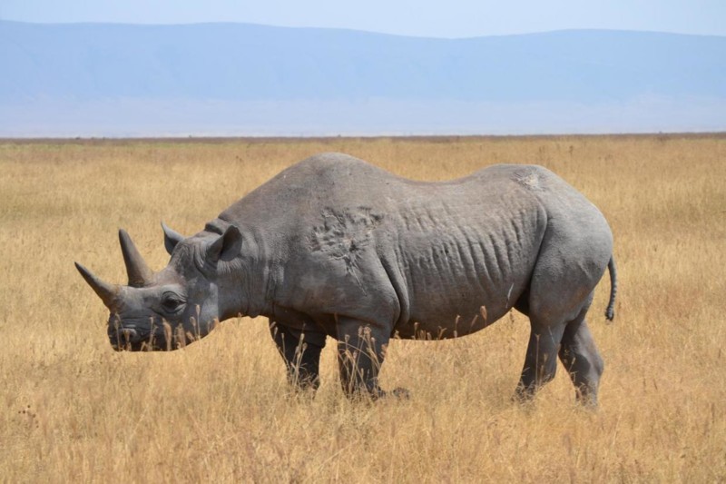 Hvad er egentlig "The Big Five"?