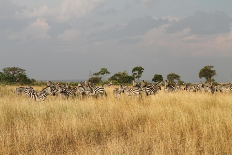 Serengeti National Park, Tanzania