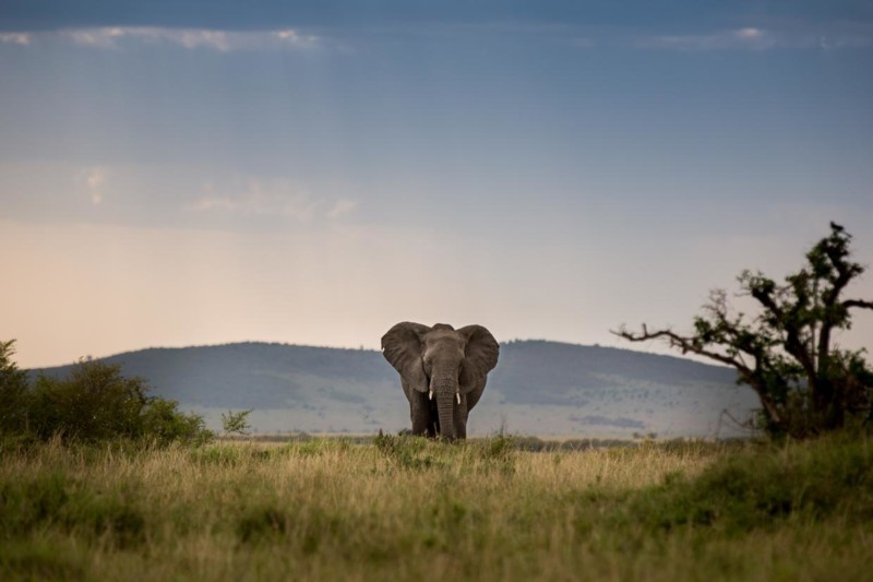 De bedste safarirejsemål i Afrika