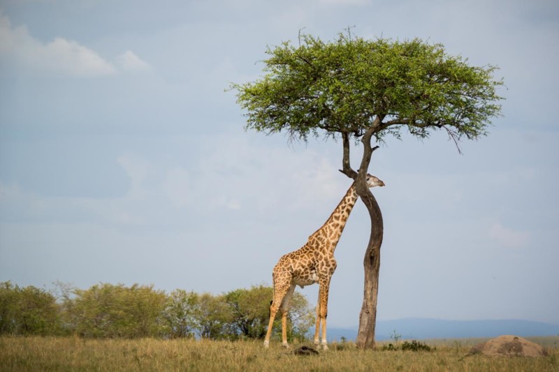 "Pole pole" – Det tanzanianske livstempo
