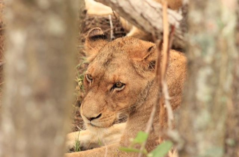 Masai Mara, Kenya