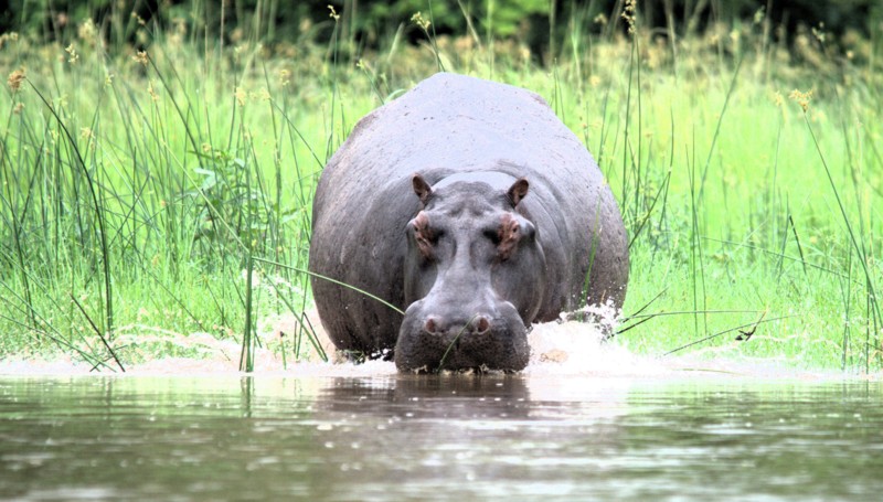 Flodhest tager en dukkert