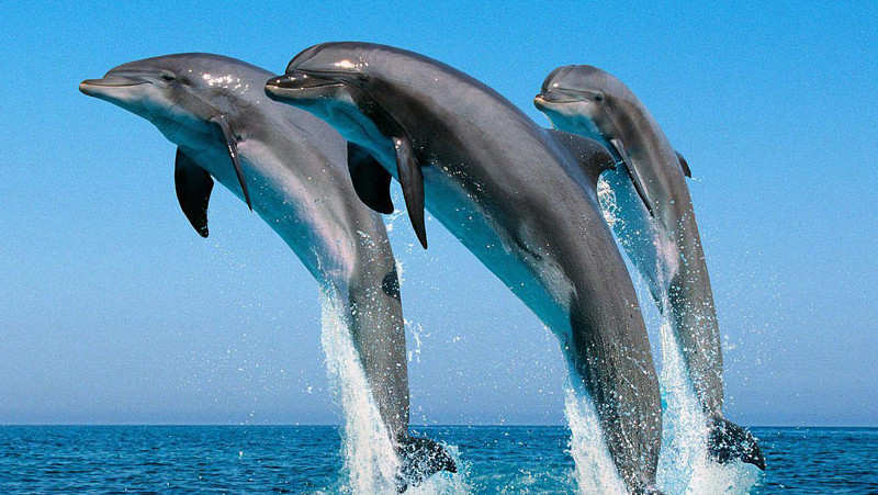 Oplev delfinsafari i Kesine Marine National Park.