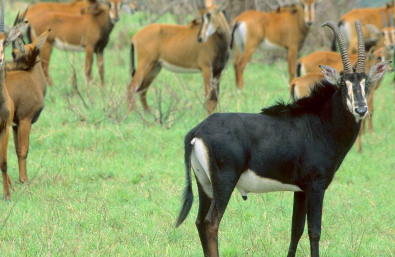 Shimba Hills – Safari tæt på kysten