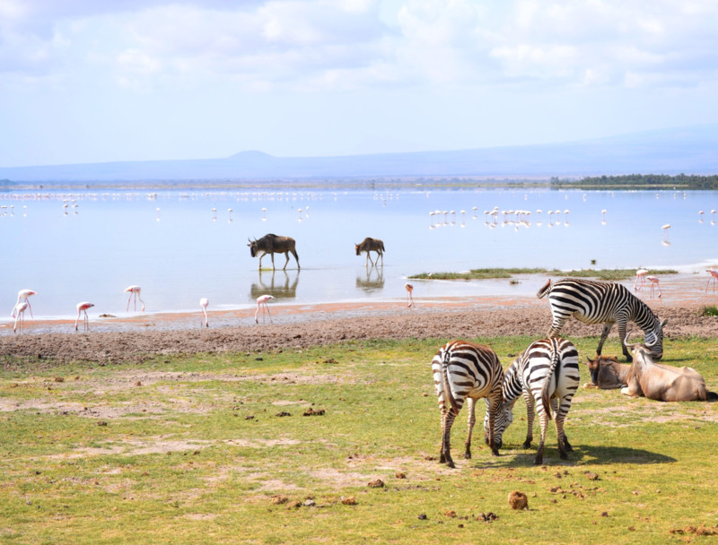 Vælg Kenya eller Tanzania til små børn