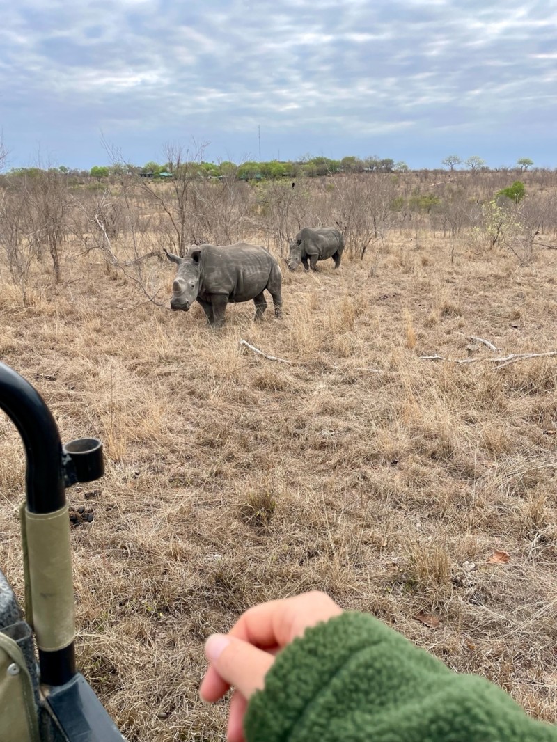 N&aelig;sehorn i Sydafrika