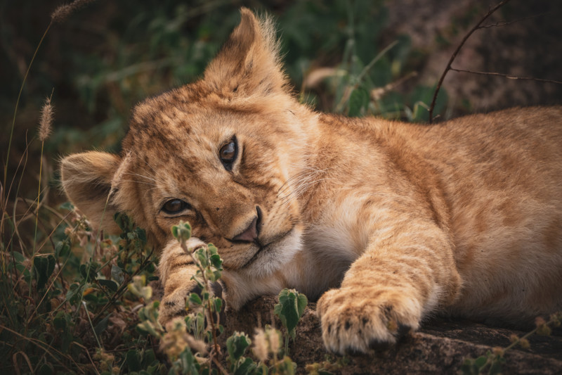 L&oslash;veunge i Serengeti