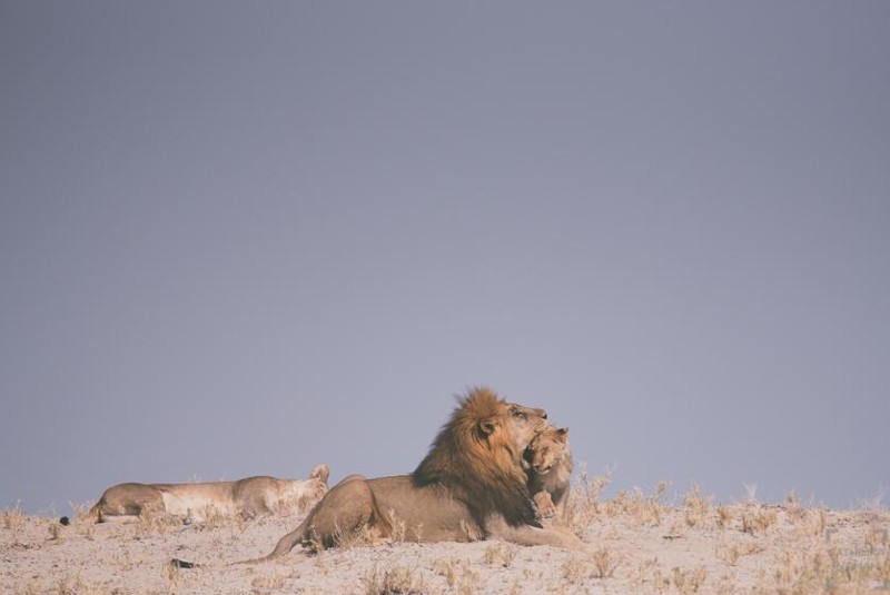 Cathinka Ingman: Tanzania-safari og Namibias ørkener