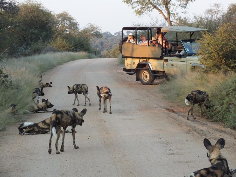 En safarijeep i Kruger, Sydafrika, omringet af vildhunde